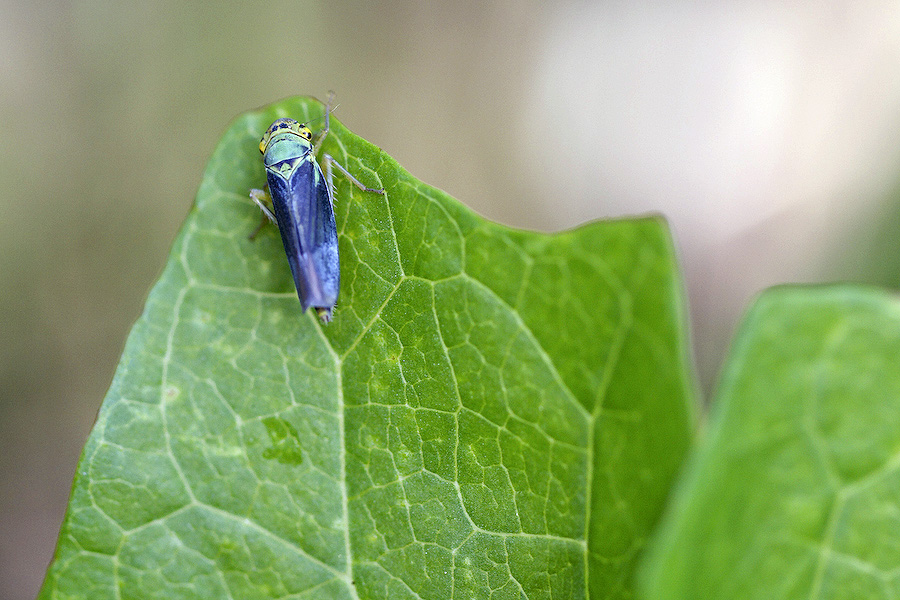 Cicadelle verte?